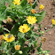 Spotted Cucumber Beetle