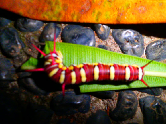 Spotting Image 1