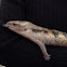 Blue-tongued Skink