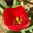 Tulip