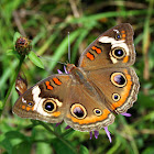 Common Buckeye