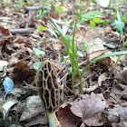 Morel