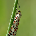 Crimson-speckled Flunkey