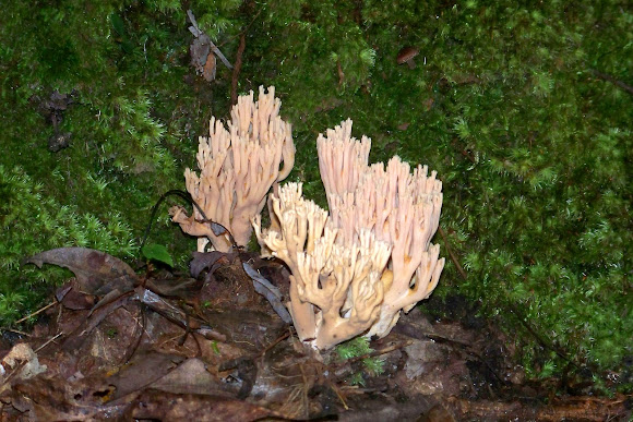 Spotting Image 1