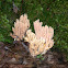 Pink Coral Mushroom
