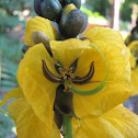 Popcorn cassia