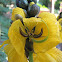 Popcorn cassia