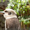 Kookaburra