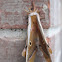 Polyphemus Moth