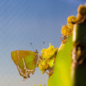 Mariposa