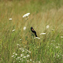 Red-winged black bird