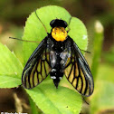 Golden-backed snipe fly