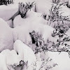 Eversnow
