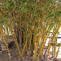 Golden Bamboo