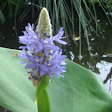 Pickerelweed