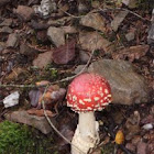Amanita muscaria