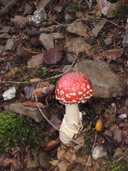 Spotting Image 1