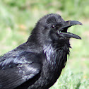 Common Raven