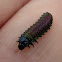 Flea Beetle Larva