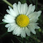 English Daisy