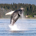 Humpback Whale