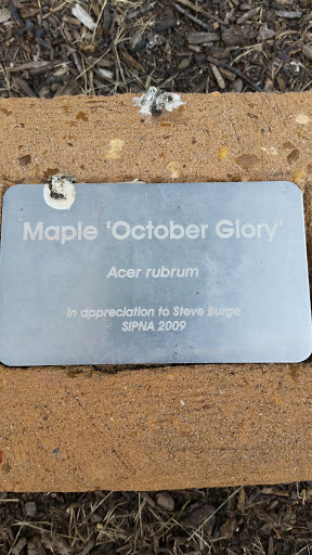 Maple October Glory