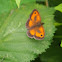Gatekeeper Butterfly