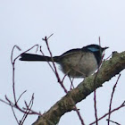 Superb Fairy-Wren
