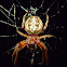 Furrow orbweaver
