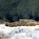 black sea urchin