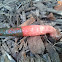 Elegant Stinkhorn