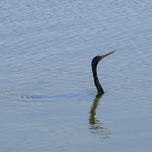 Anhinga