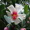 Brazilian Clusia, Porcelain Flower