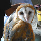 Barn Owl