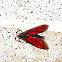 spotted oleander moth