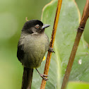 Yellow-thighed Finch