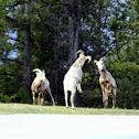 Bighorn sheep