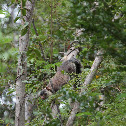 Grizzled giant squirrel