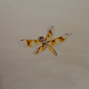 Eastern Amberwing dragonfly (female, oviposition, in flight)