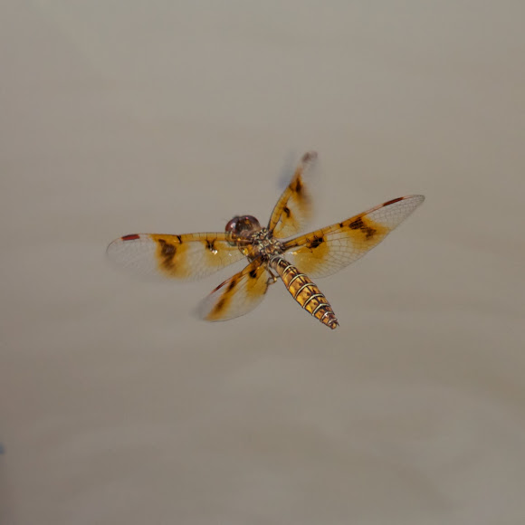 Spotting Image 1