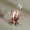 Tuftlegged Orbweaver (female)