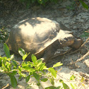 Gopher Tortoise