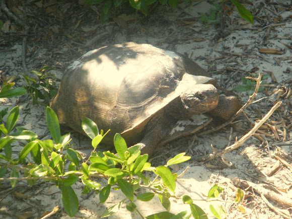 Spotting Image 1