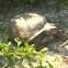 Gopher Tortoise