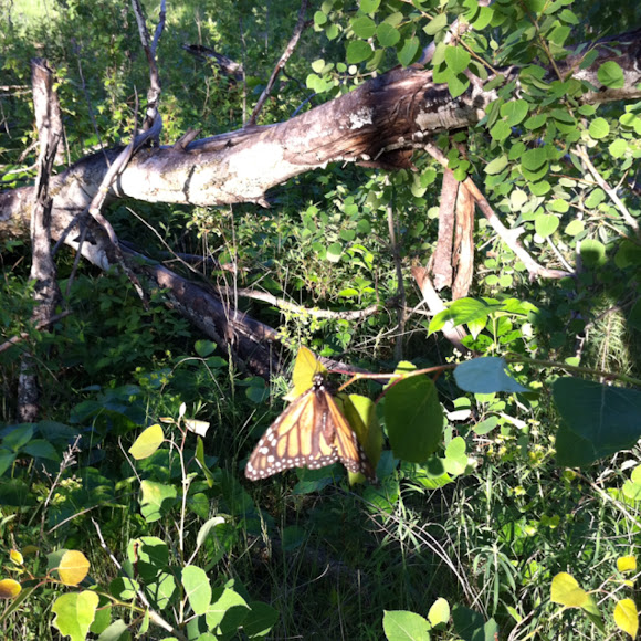 Spotting Image 1