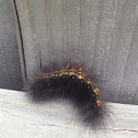 Saltmarsh Caterpillar