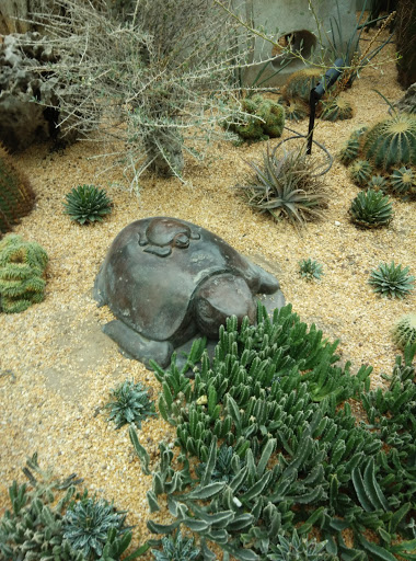 Turtle Feeding On Cactus