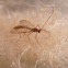 Vespa Ichneumon