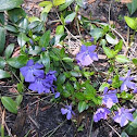 Periwinkle