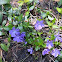 Periwinkle
